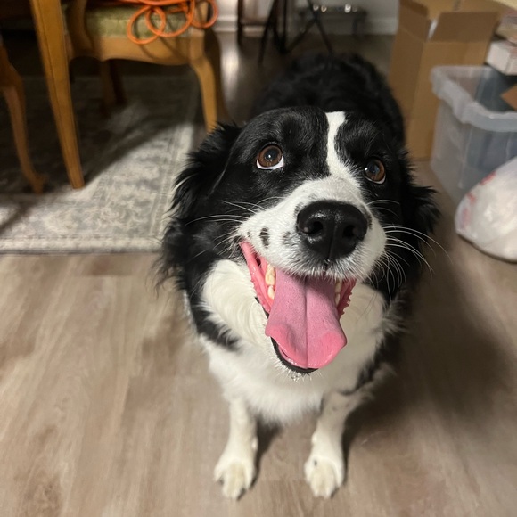 Meet your Posher, River! - Picture 4 of 16